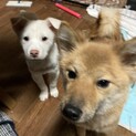 生後約2ヶ月の子犬緊急里親募集