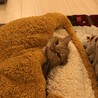 ジャス母