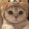 しばまゆ