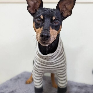 ほんとは甘えん坊♪怖がりさんのミニピン♀モフちゃん