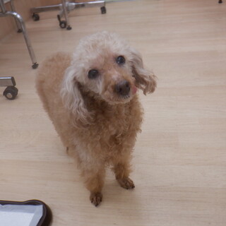 おっとり穏やかなアンジェラちゃん　推定１０才