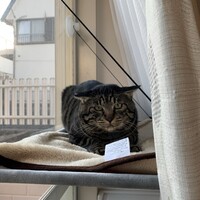 ビビ