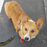 元気いっぱいコーギー♂2～3歳 サムネイル2