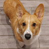 元気いっぱいコーギー♂2～3歳 サムネイル3