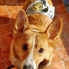 元気いっぱいコーギー♂2～3歳 サムネイル7