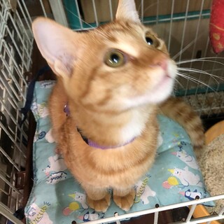 白猫コマちゃんの兄、可愛い茶トラの茶メ君！