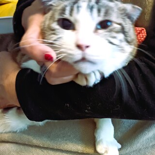 60歳以上の方にぴったり、優しい抱っこ猫ちゃん