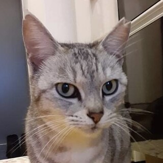 奄美大島から来た珍しいシルバータビーの美猫さん