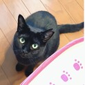 黒猫コピちゃん