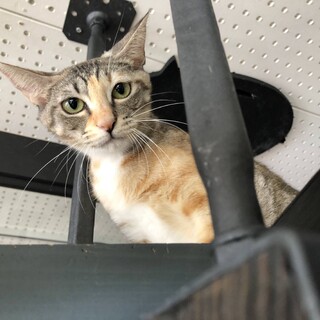 美猫縞三毛『オリーブ』