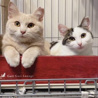 ２匹一緒に！シャンプー＆リンス