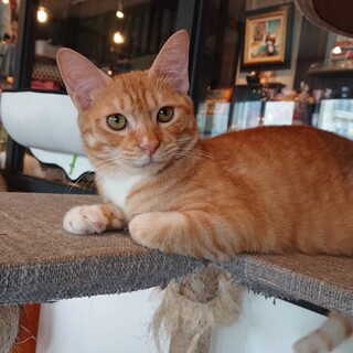 むちむちボディ『ポパイ』