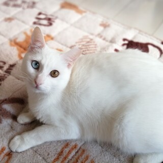 甘えたさんのキレイめオッドアイ