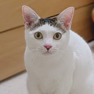 スイーツシリーズ　❤ステキ前髪　シフォン♀