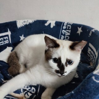 恥ずかしがり屋シャムミックス