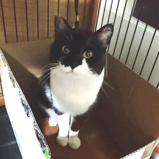 心優しい白黒くん男の子★1才弱