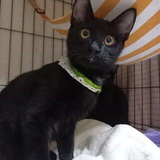 黒猫のゆうりくん☆5か月くらい