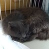 人懐っこい長毛の女の子 サムネイル3