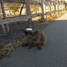 人懐っこい長毛の女の子 サムネイル4