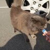 人懐っこい長毛の女の子 サムネイル5