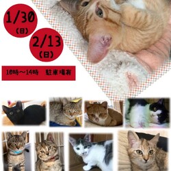 保護ねこ☆小さな譲渡会