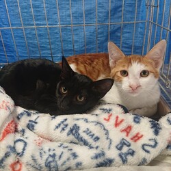 保護ねこ☆小さな譲渡会 サムネイル2