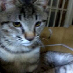 保護ねこ☆小さな譲渡会 サムネイル3