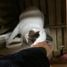 怖がりだけど本当は甘えん坊（美猫ちゃん） サムネイル2