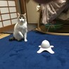 怖がりだけど本当は甘えん坊（美猫ちゃん） サムネイル3