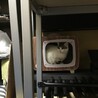 怖がりだけど本当は甘えん坊（美猫ちゃん） サムネイル4