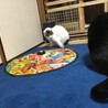 怖がりだけど本当は甘えん坊（美猫ちゃん） サムネイル5