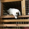 怖がりだけど本当は甘えん坊（美猫ちゃん） サムネイル6
