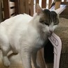 怖がりだけど本当は甘えん坊（美猫ちゃん） サムネイル7