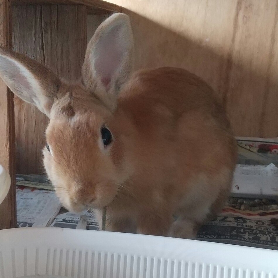 ラビのカバー写真