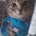 チビちゃん