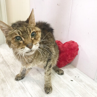 シニア猫のはっちゃん