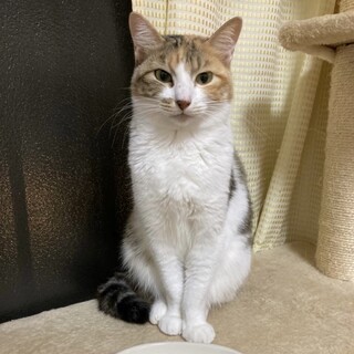 ビビりで人馴れ訓練中♡ここちゃん