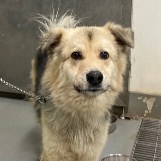 可愛いお顔でガウガウ言っちゃうみちざね君