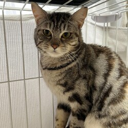 第147回　にゃん☆ぴーす猫譲渡会