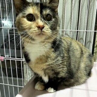 マンチカンのポテちゃん