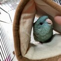 【里親決定しました！】サザナミインコ
