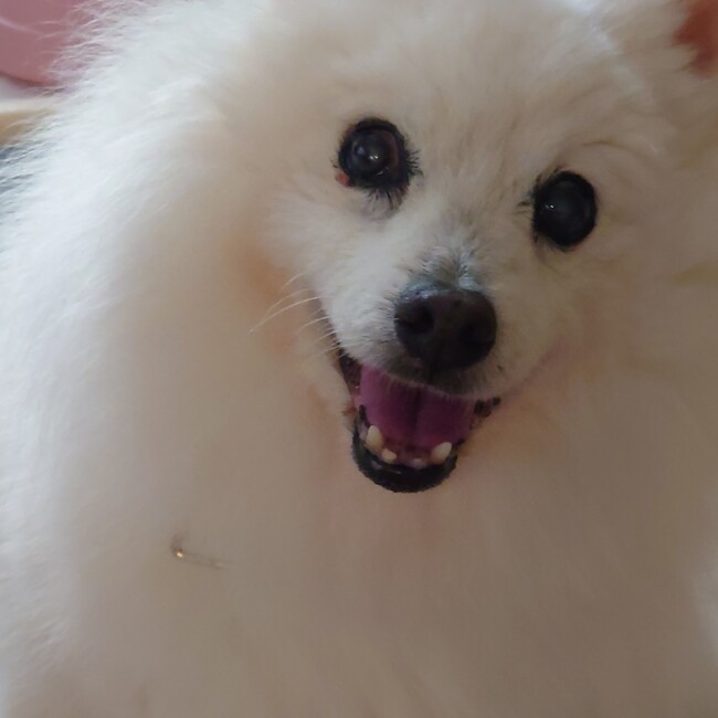 りす父のカバー写真