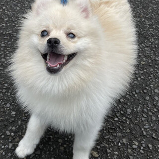 【里親決定】ポメラニアンのまめ