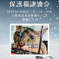 teamしっぽ譲渡会