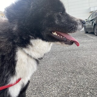 甘えた虎女子「秋田犬メメ」