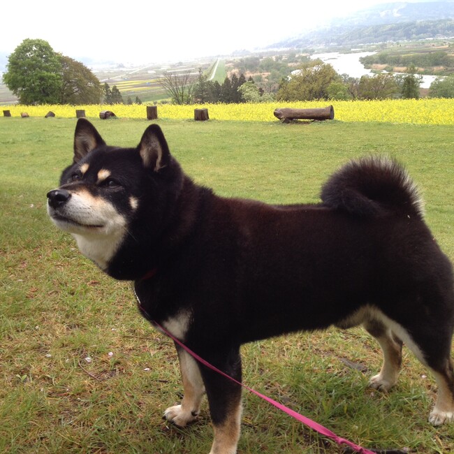 こじゃっちのカバー写真