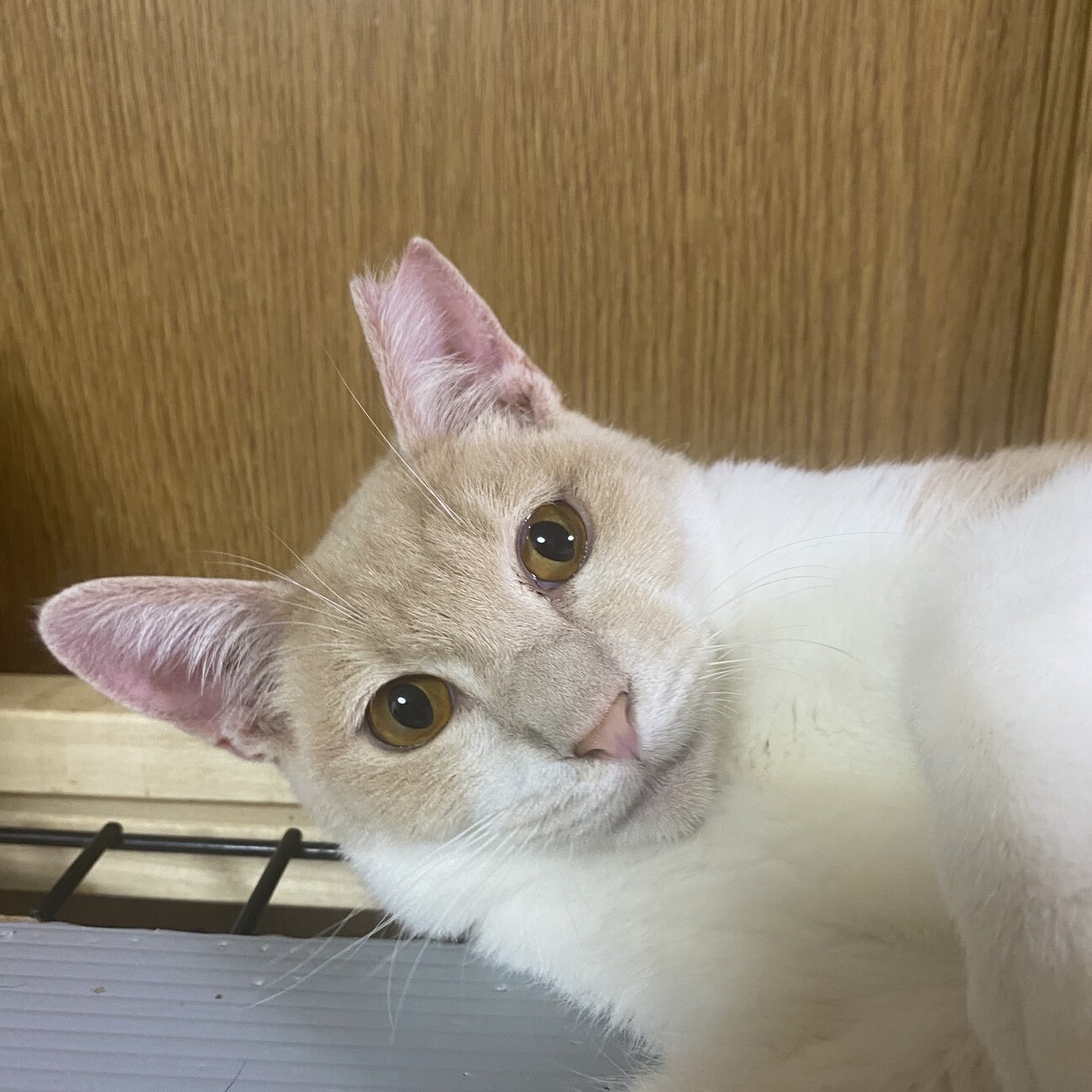 「あわ〜い色に穏やかな性格...」東京都 - 猫の里親募集(401334) :: ペットのおうち【里親決定30万頭！】