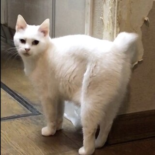 可憐な白い小さなお花の様な…