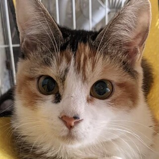 多頭飼育現場より！幸せに結ばれました！