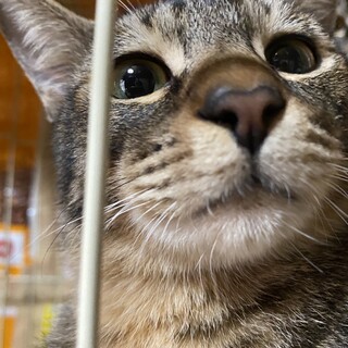 多頭飼育現場よりキジ猫ちゃん男の子。
